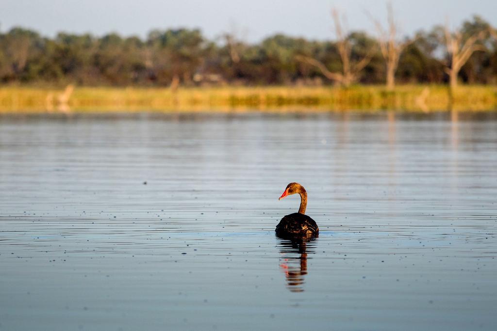 Discovery Parks - Lake Bonney Barmera Εξωτερικό φωτογραφία